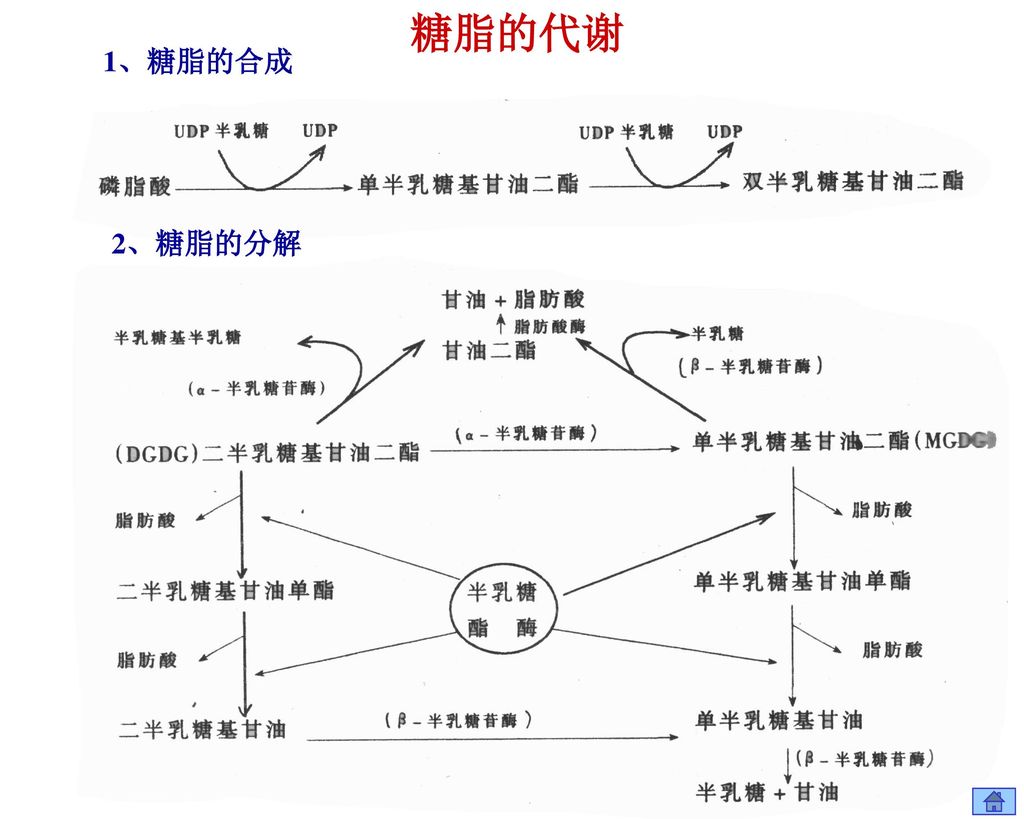 脂类代谢第九章本章主要介绍脂类主要是脂肪物质在生物体的分解及合成